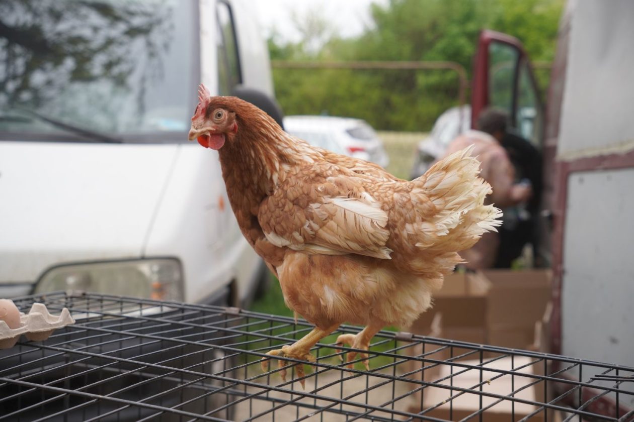 Sajam srijedom 29.4.2026 (7)