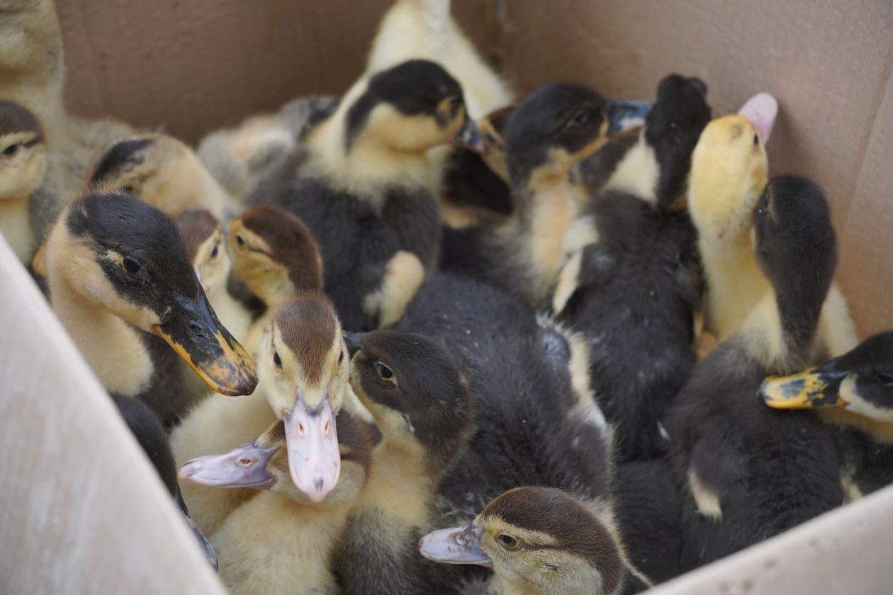 Sajam srijedom 29.4.2026 (8)