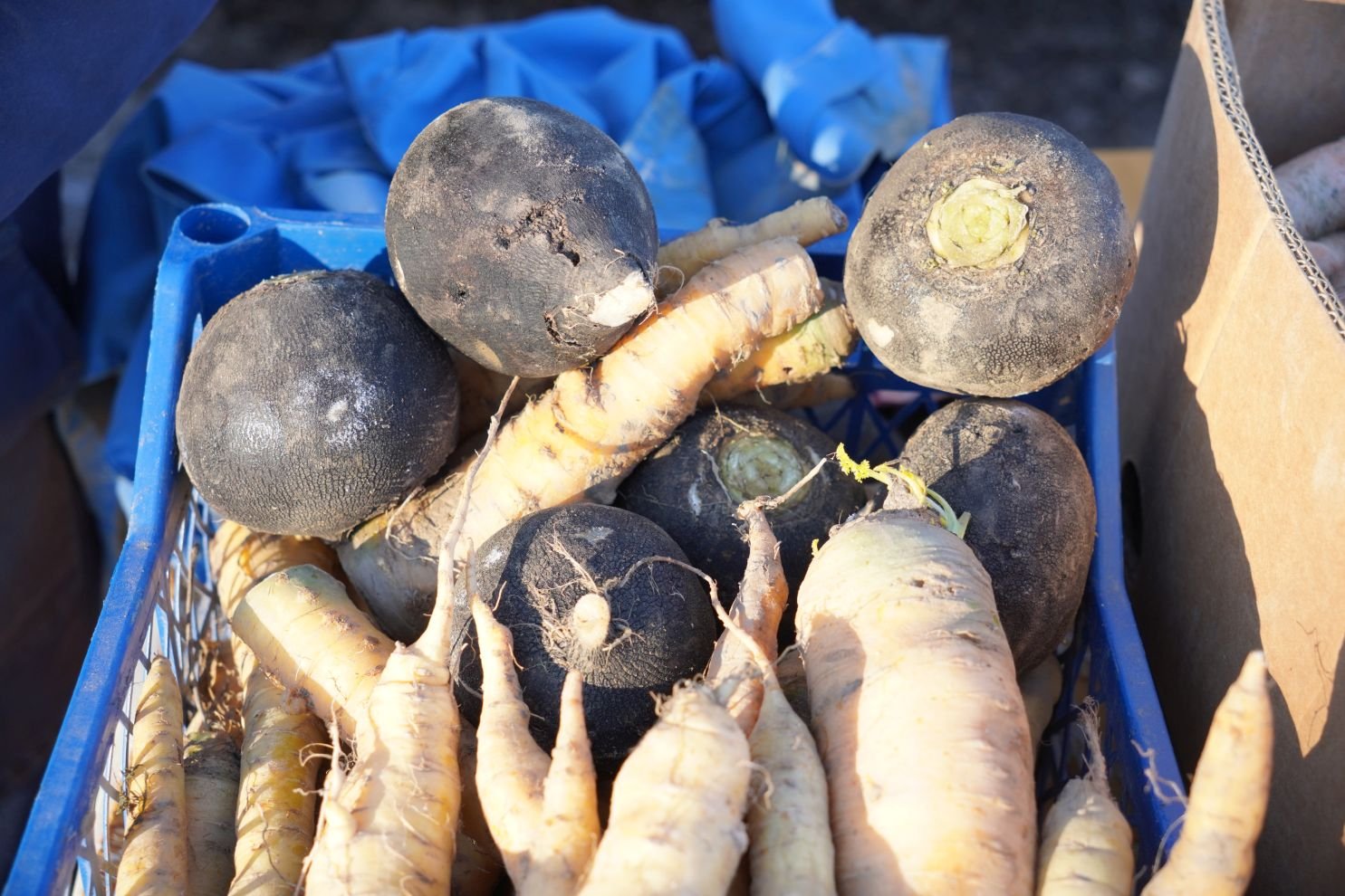 Sajam srijedom 31.12.2025 (18)