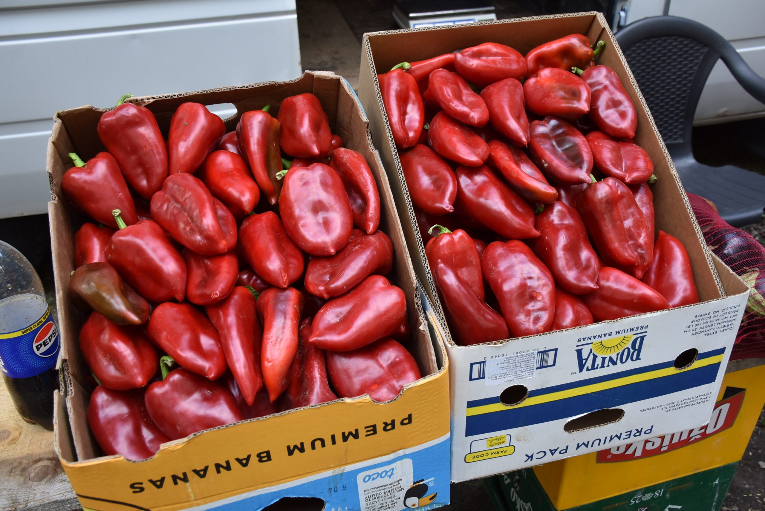 Sajam srijedom (37) papriika Sajam srijedom (37) papriika