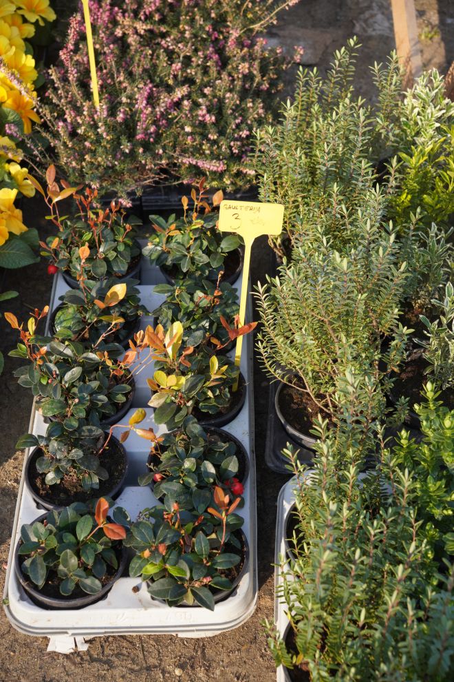 Sajam srijedom 4.3.2026 (11)