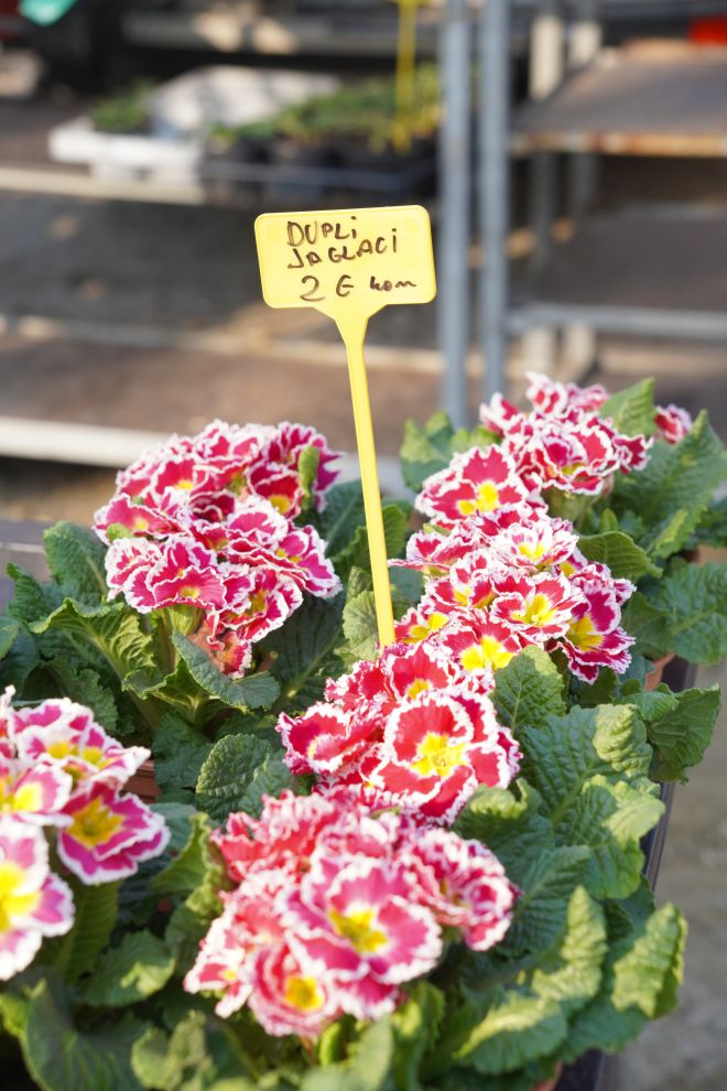 Sajam srijedom 4.3.2026 (12)