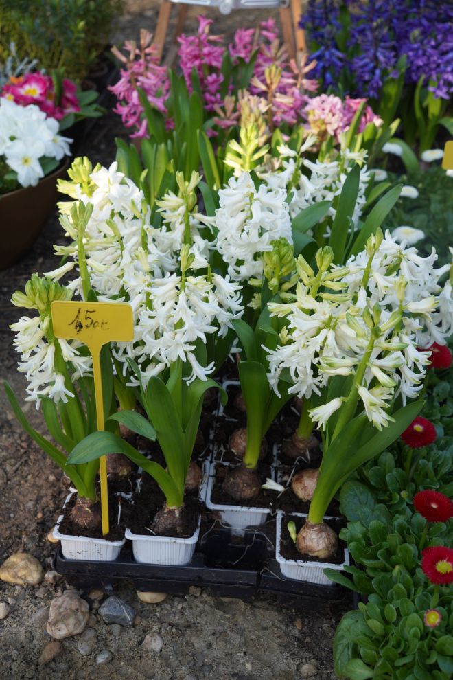 Sajam srijedom 4.3.2026 (13)