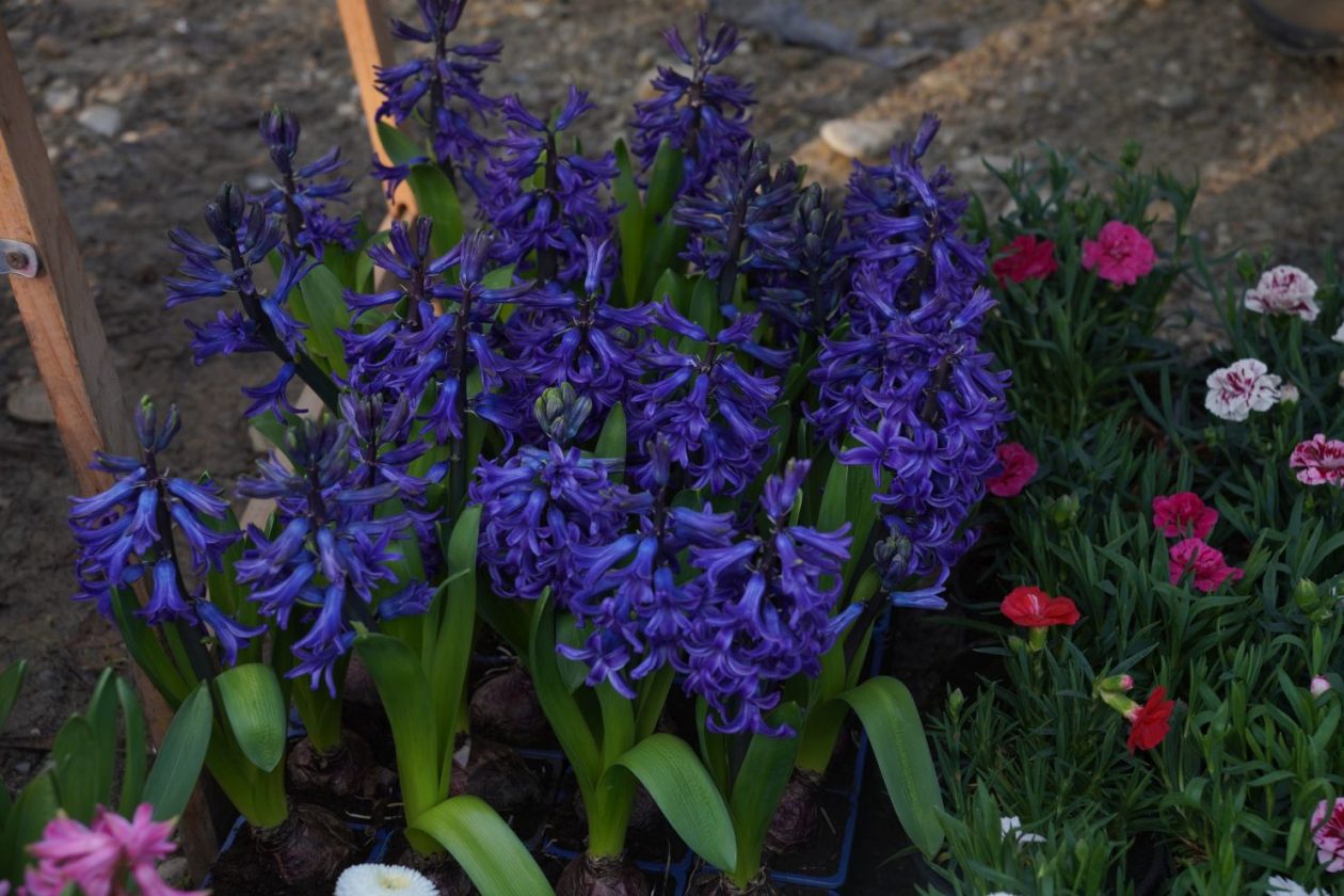 Sajam srijedom 4.3.2026 (14)