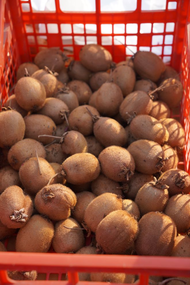 Sajam srijedom 4.3.2026 (23)