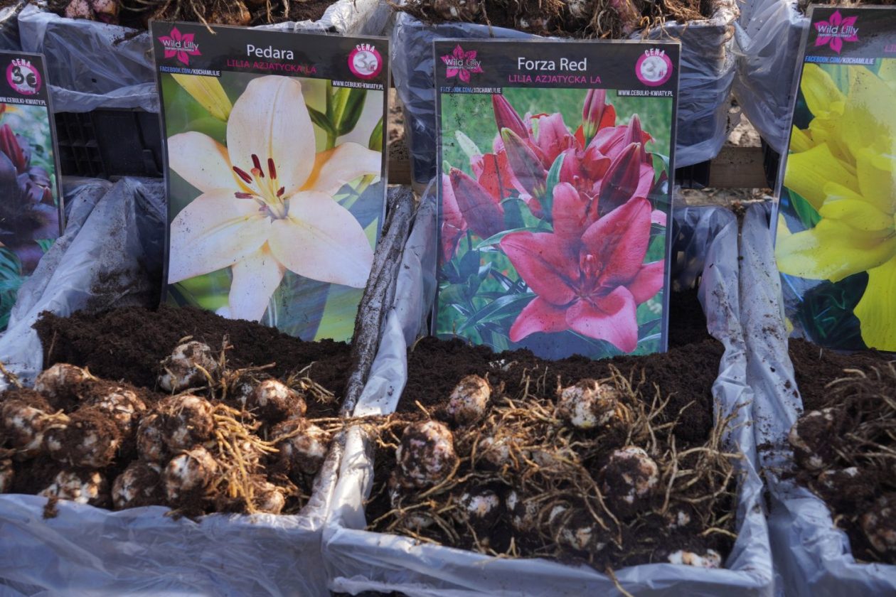 Sajam srijedom 4.3.2026 (29)