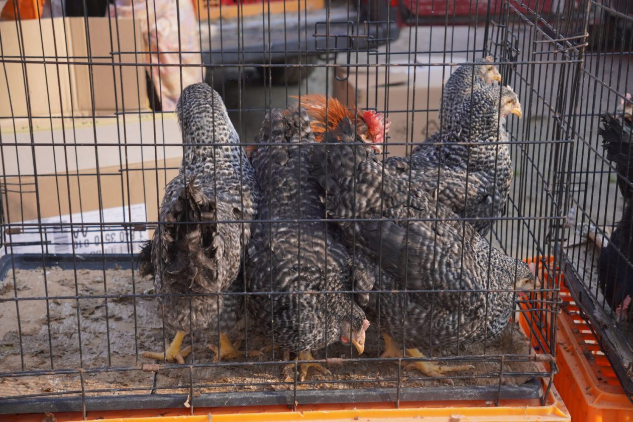 Sajam srijedom 4.3.2026 (46)