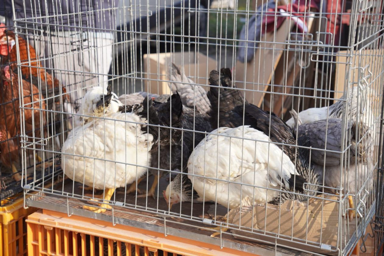 Sajam srijedom 4.3.2026 (47)