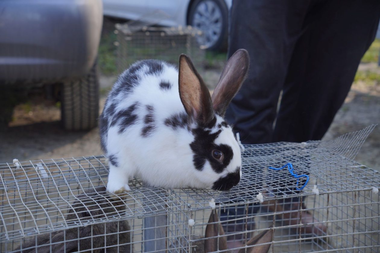 Sajam srijedom 4.3.2026 (48)