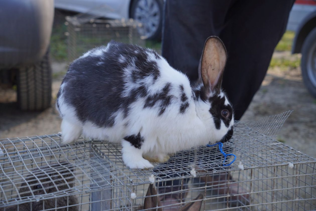 Sajam srijedom 4.3.2026 (49)