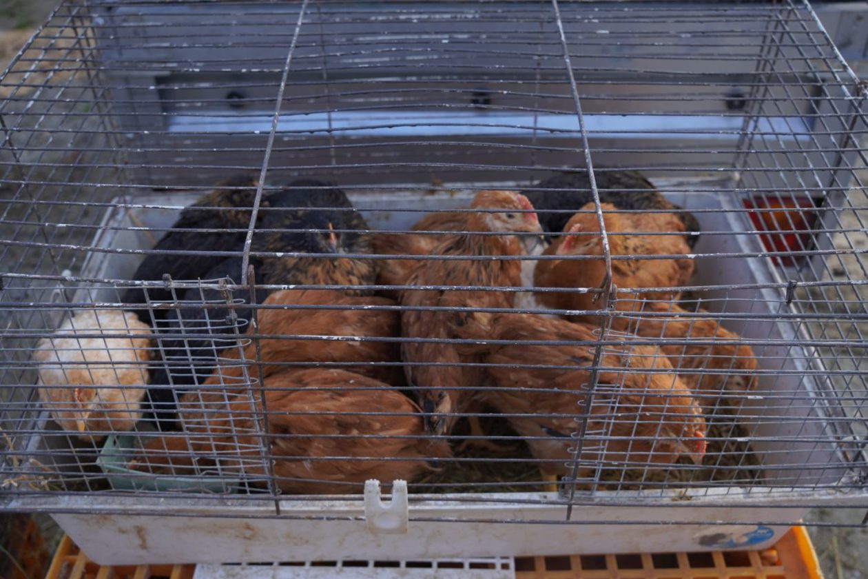 Sajam srijedom 4.3.2026 (50)