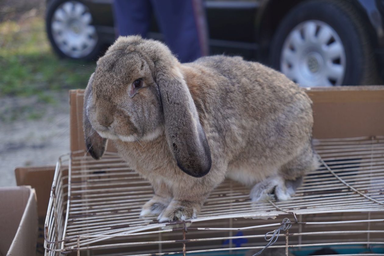Sajam srijedom 4.3.2026 (52)