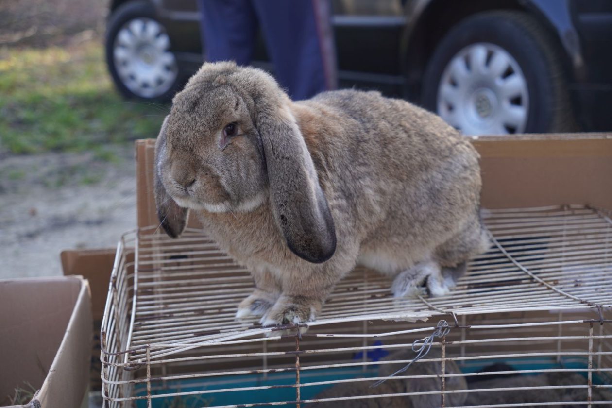 Sajam srijedom 4.3.2026 (53)