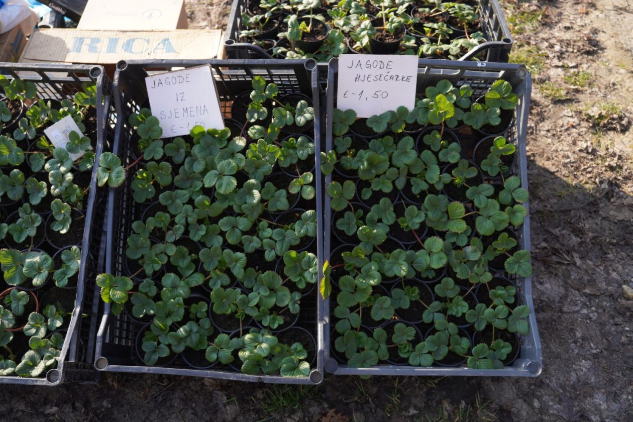 Sajam srijedom 4.3.2026 (60)