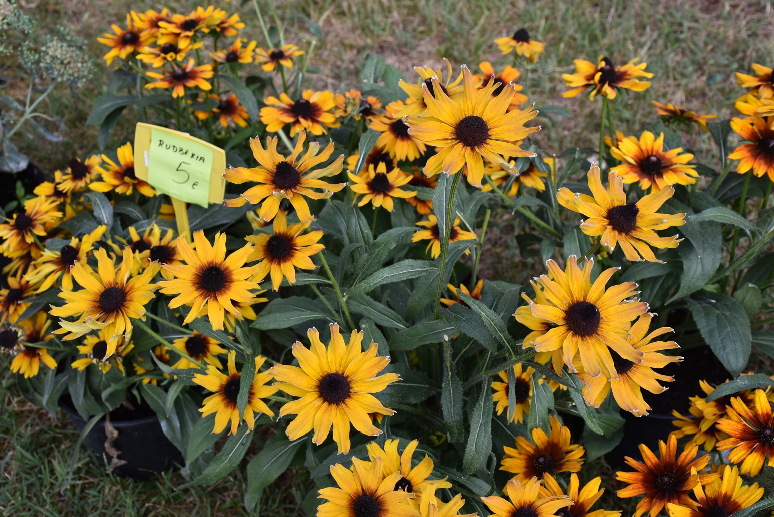 Sajam srijedom (45) Sajam srijedom (45)