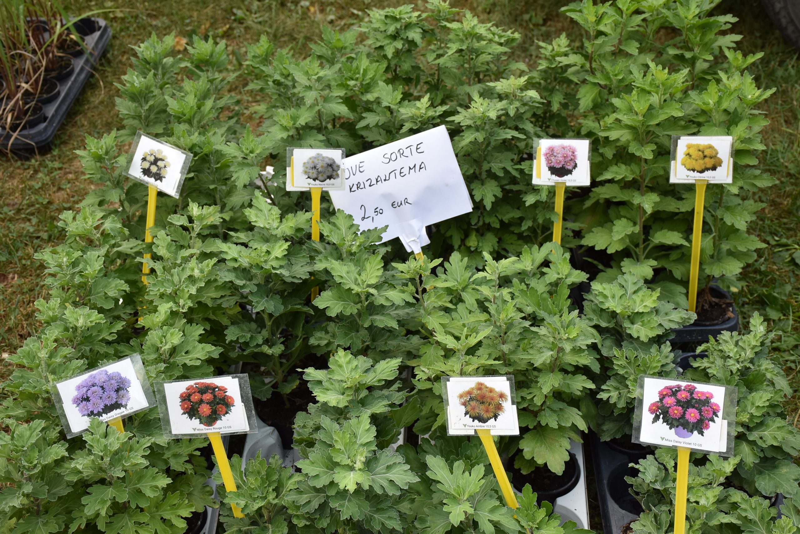 Sajam srijedom (46) Sajam srijedom (46)