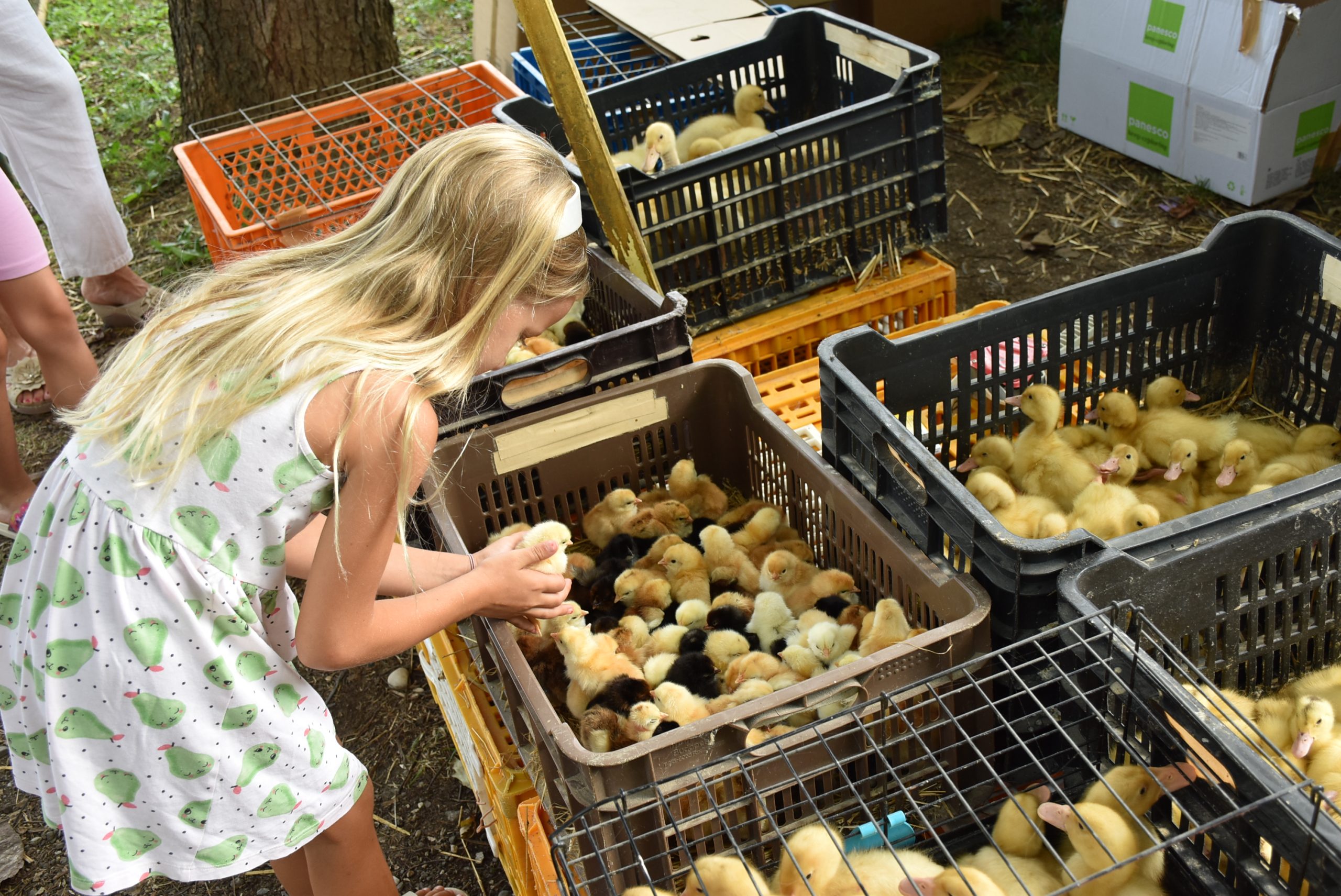 Sajam srijedom (59) Sajam srijedom (59)