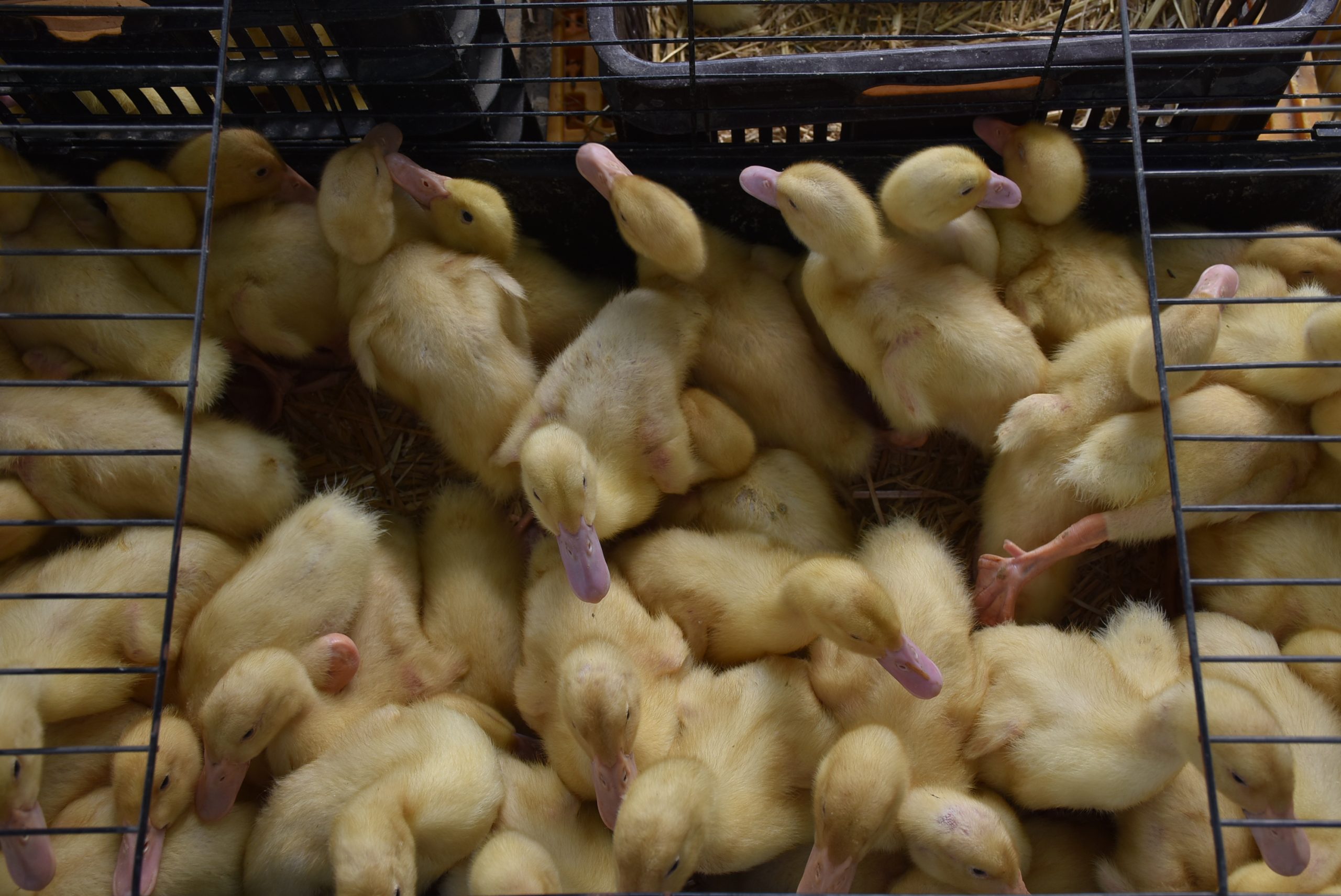 Sajam srijedom (60) Sajam srijedom (60)