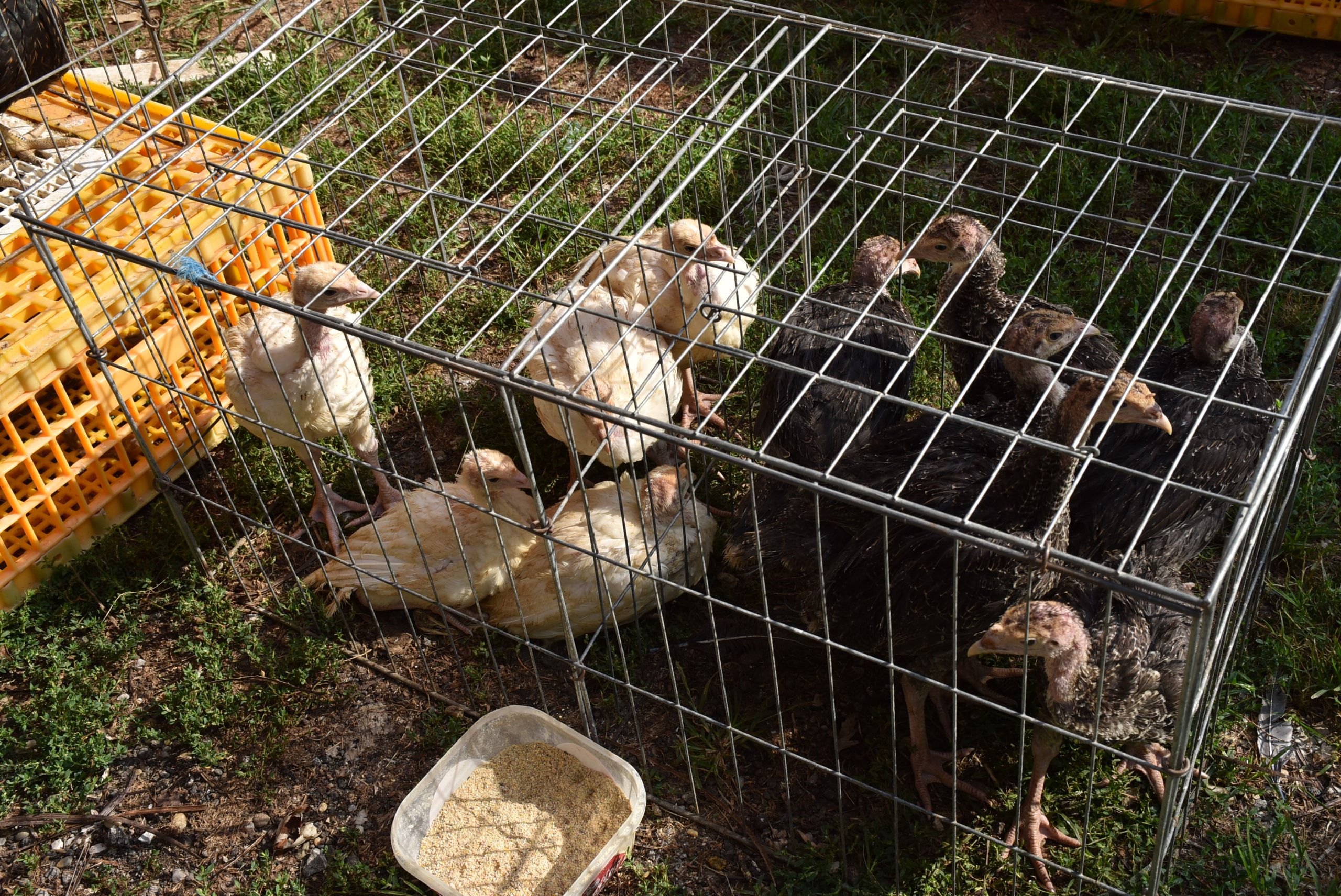 Sajam srijedom (64) Sajam srijedom (64)