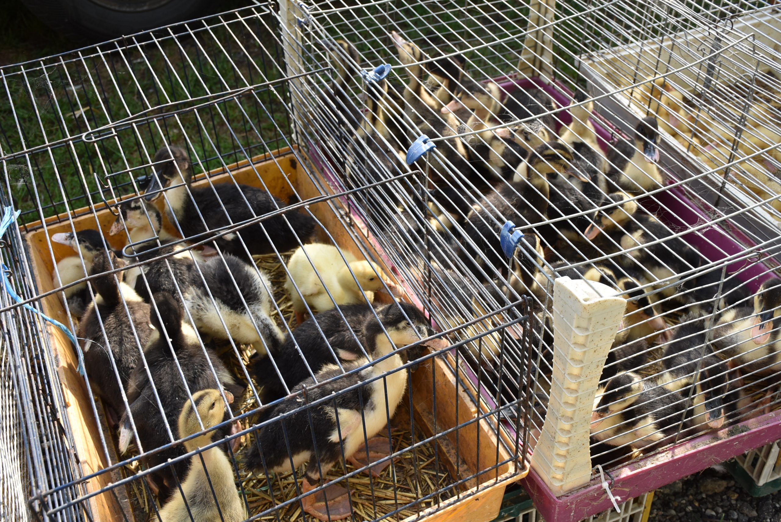 Sajam srijedom (65) Sajam srijedom (65)