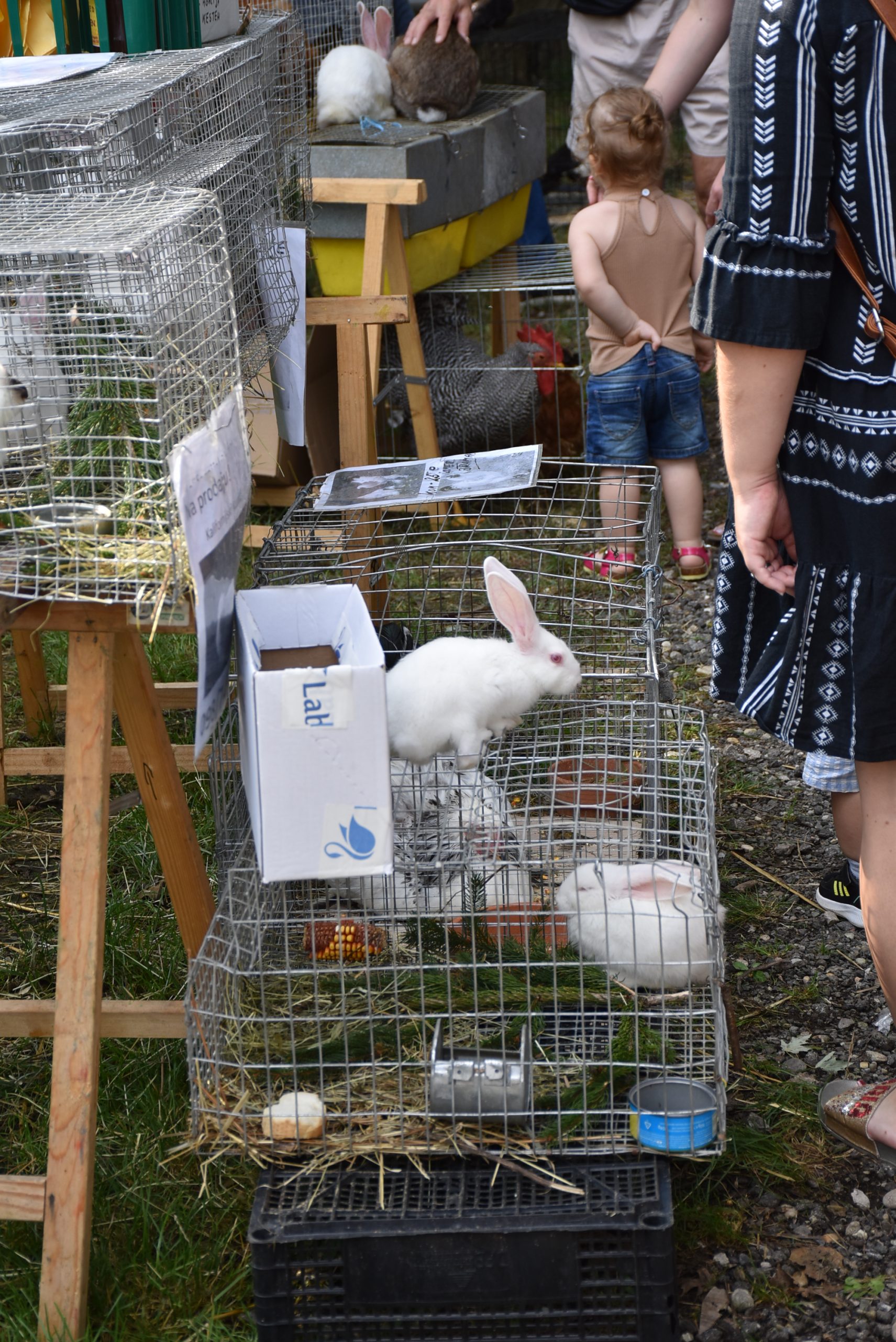 Sajam srijedom (66) Sajam srijedom (66)