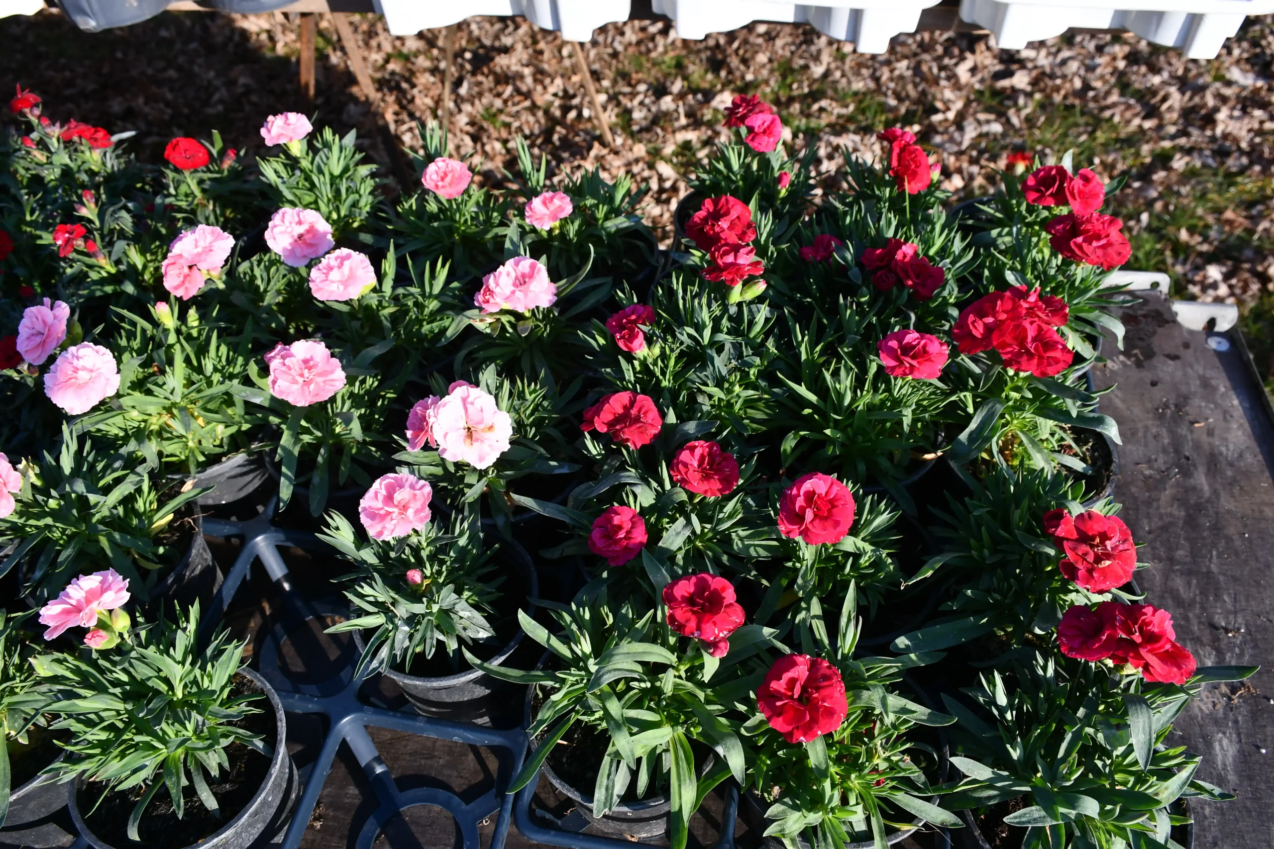 Sajam srijedom 7.2. (20)