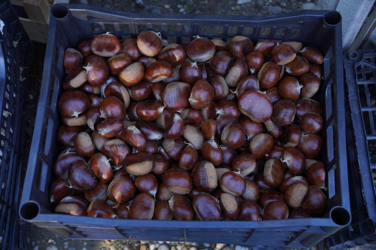 Sajam srijedom 8. 10. 2025 (13) Sajam srijedom 8. 10. 2025 (13)