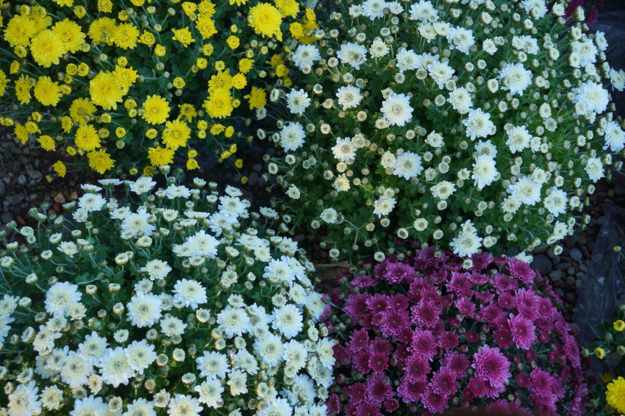 Sajam srijedom 8. 10. 2025 (15) Sajam srijedom 8. 10. 2025 (15)