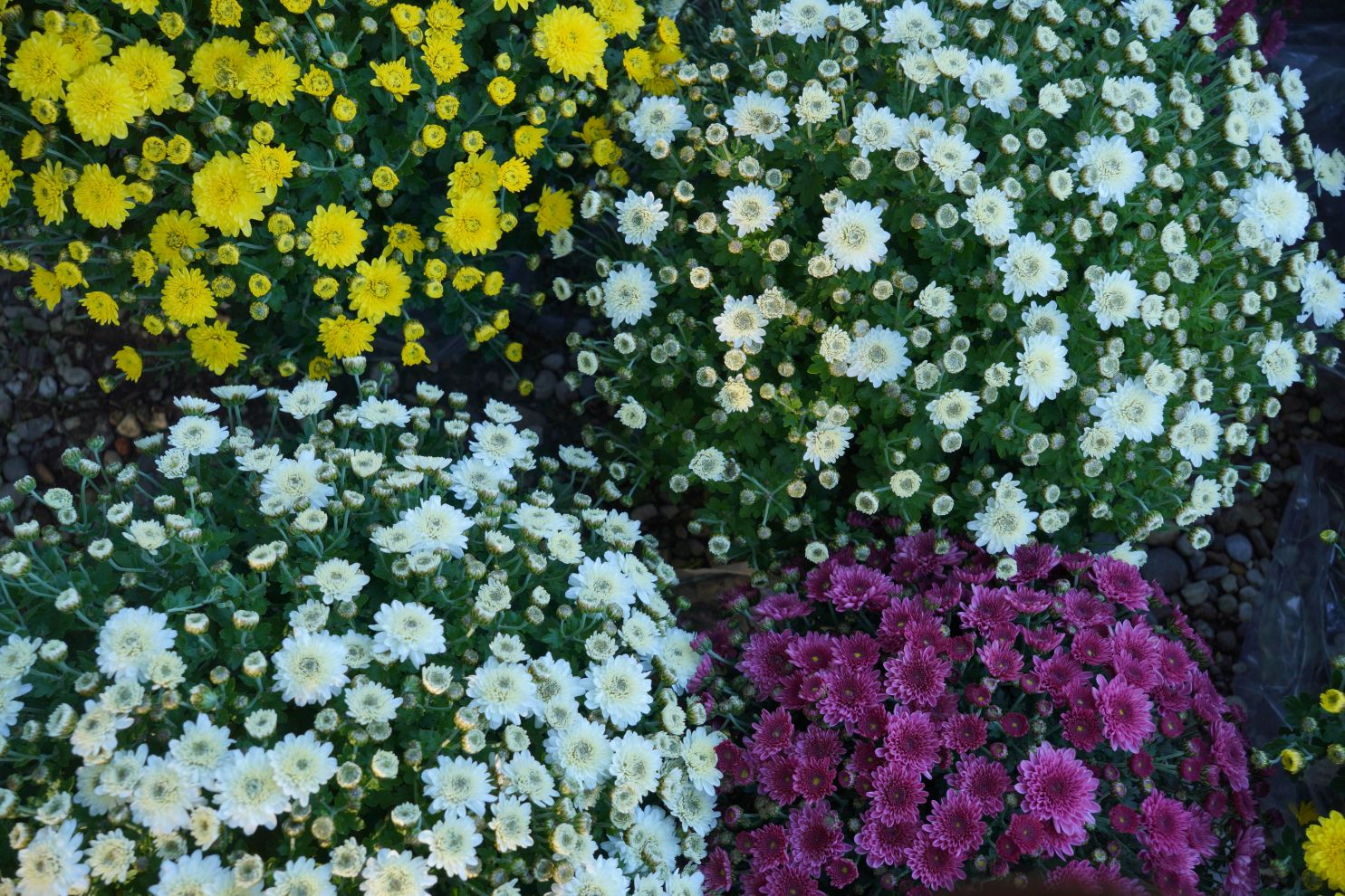 Sajam srijedom 8. 10. 2025 (15)