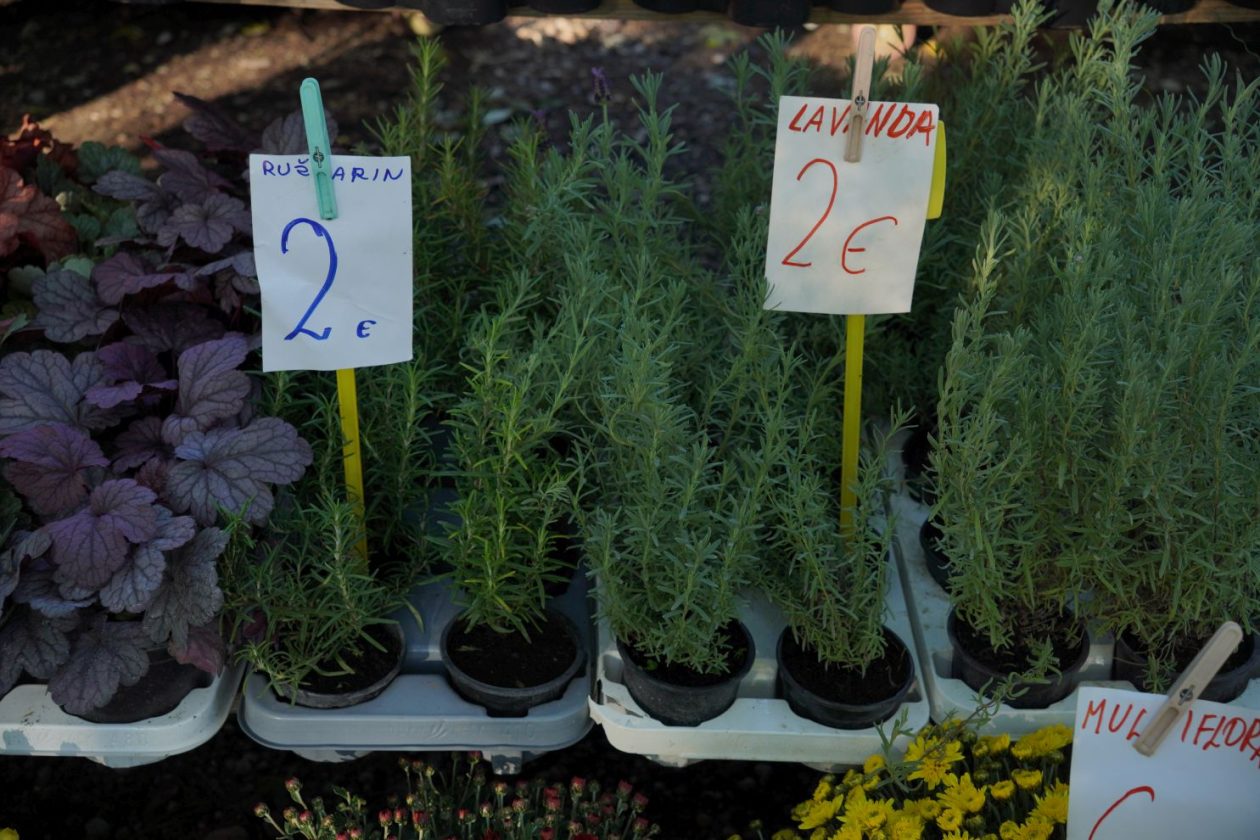 Sajam srijedom 8. 10. 2025 (25) Sajam srijedom 8. 10. 2025 (25)