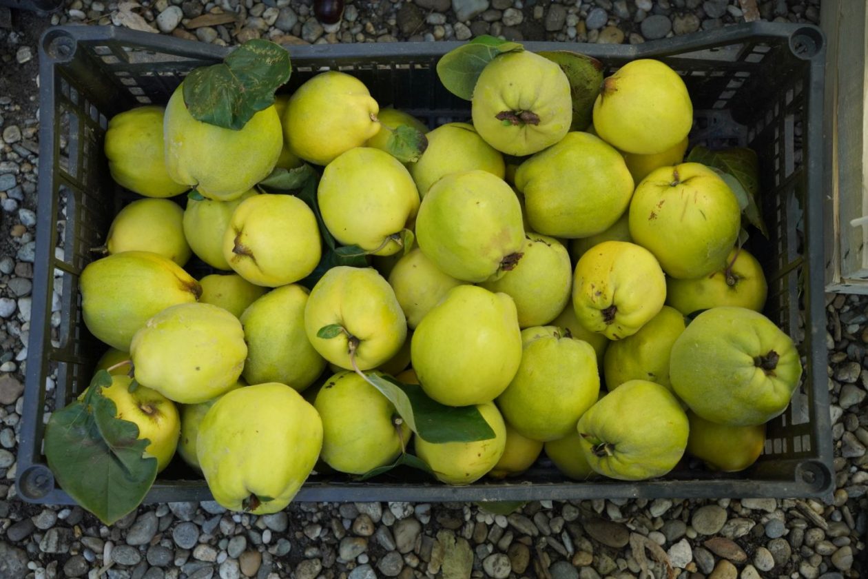 Sajam srijedom 8. 10. 2025 (33) Sajam srijedom 8. 10. 2025 (33)