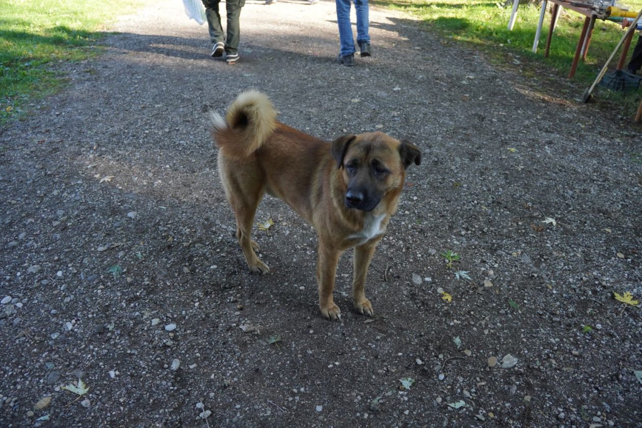 Sajam srijedom 8. 10. 2025 (51) Sajam srijedom 8. 10. 2025 (51)