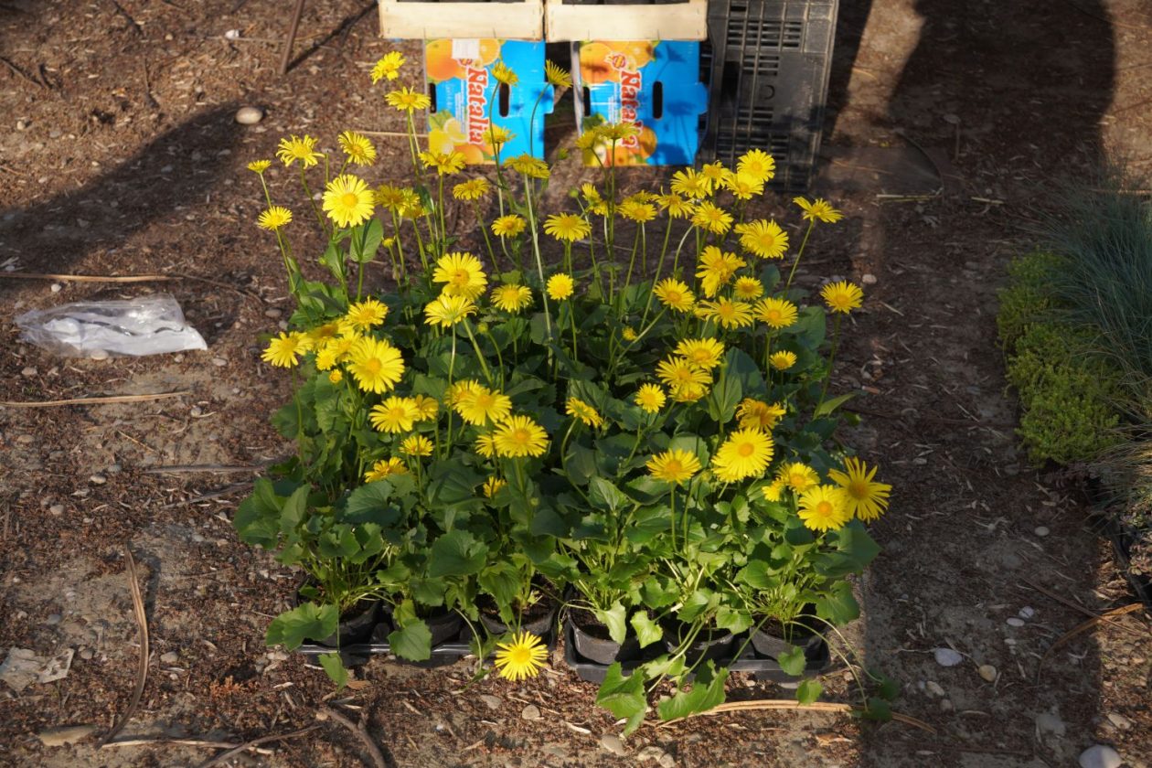 Sajam srijedom 8.4.2026 (20) Sajam srijedom 8.4.2026 (20)