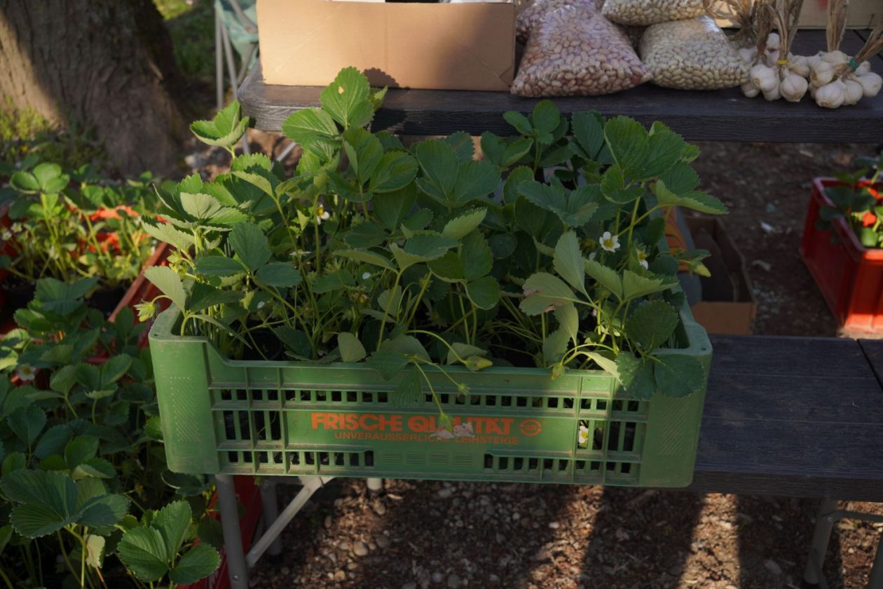 Sajam srijedom 8.4.2026 (23) Sajam srijedom 8.4.2026 (23)