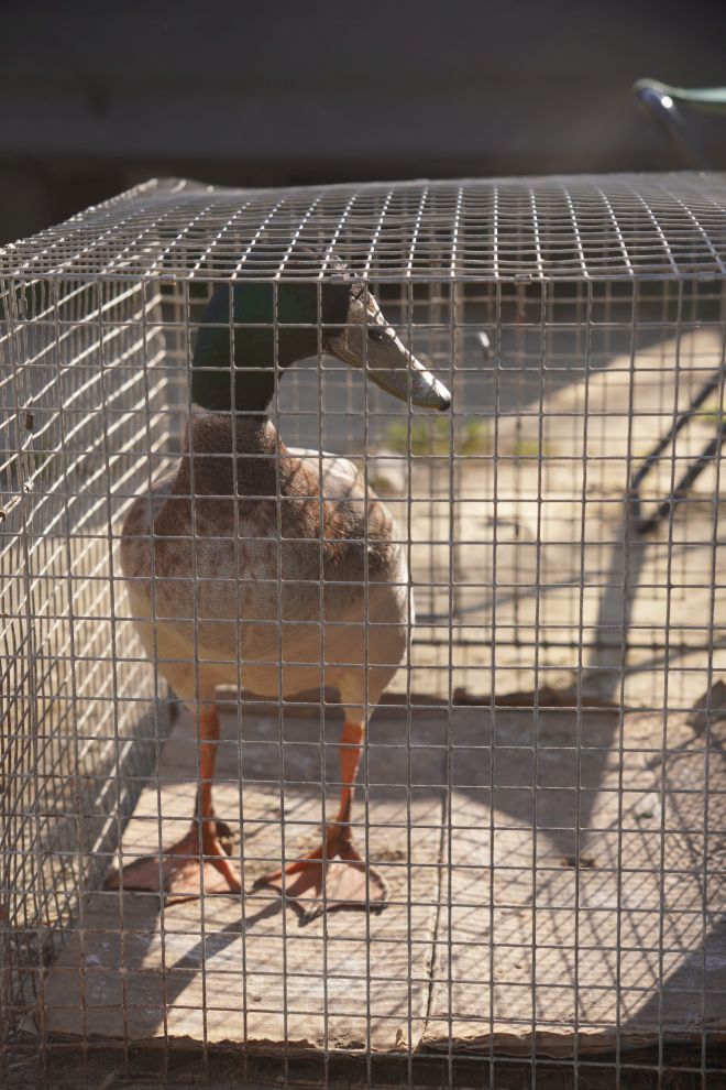 Sajam srijedom 8.4.2026 (59) Sajam srijedom 8.4.2026 (59)