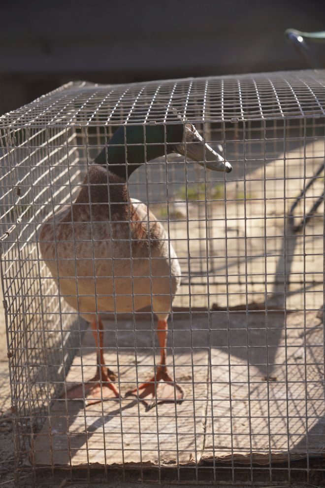 Sajam srijedom 8.4.2026 (60) Sajam srijedom 8.4.2026 (60)