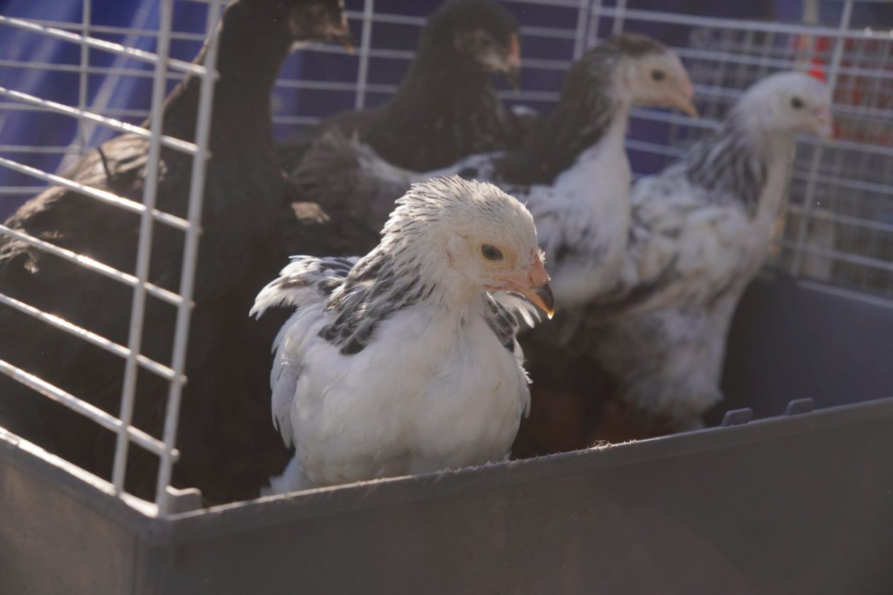 Sajam srijedom 8.4.2026 (61) Sajam srijedom 8.4.2026 (61)