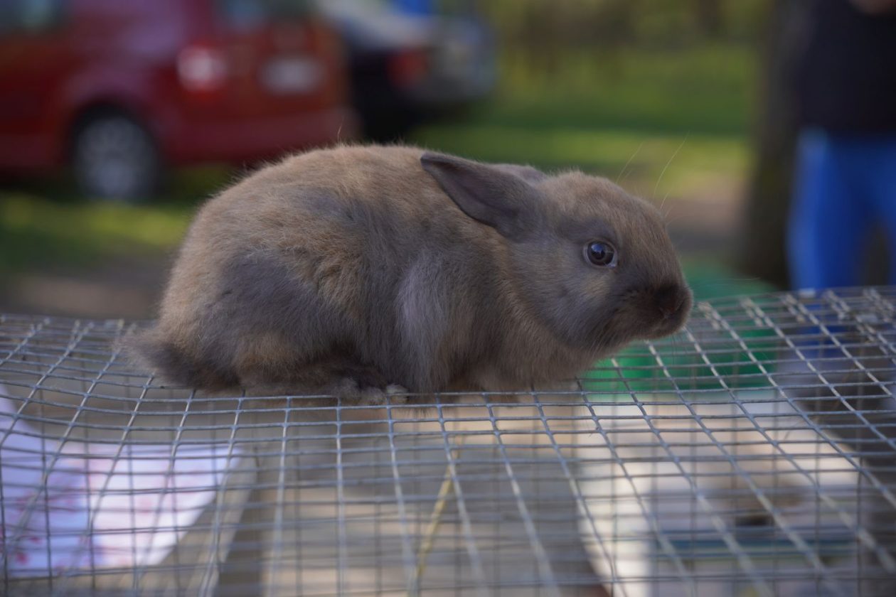 Sajam srijedom 8.4.2026 (62) Sajam srijedom 8.4.2026 (62)