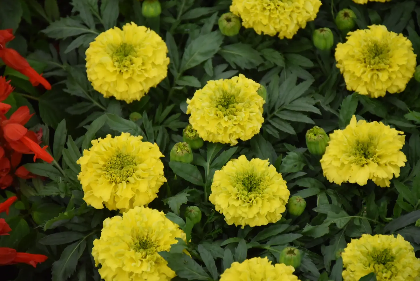 Sajam. Čakovec, 21.5.2025 (10)