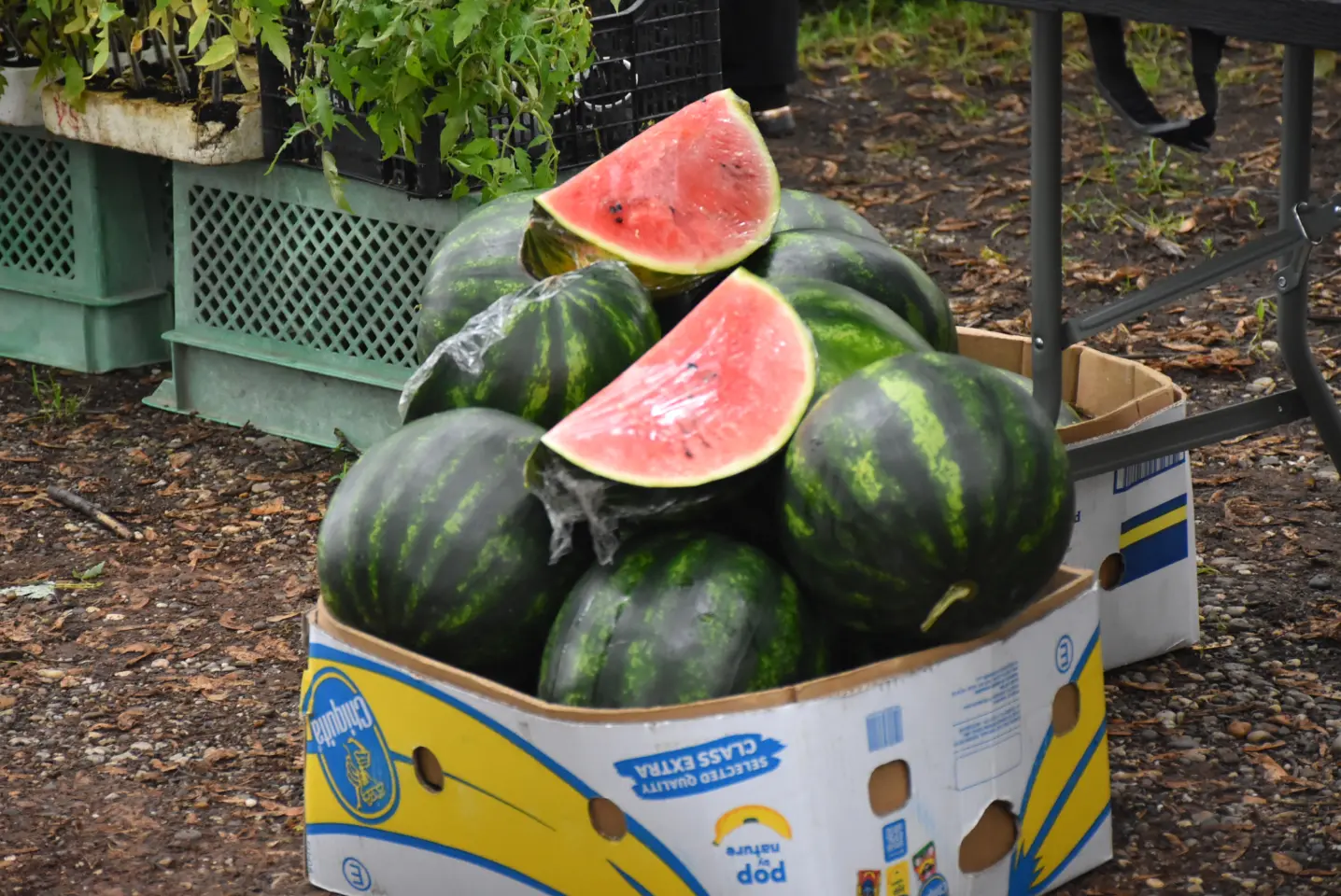 Sajam. Čakovec, 21.5.2025 (12)