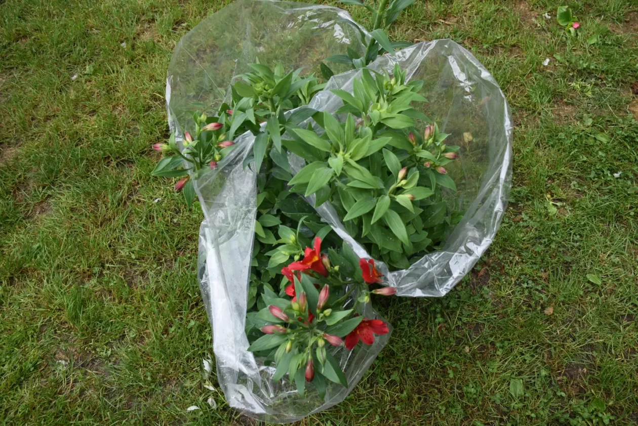 Sajam. Čakovec, 21.5.2025 (26) Sajam. Čakovec, 21.5.2025 (26)