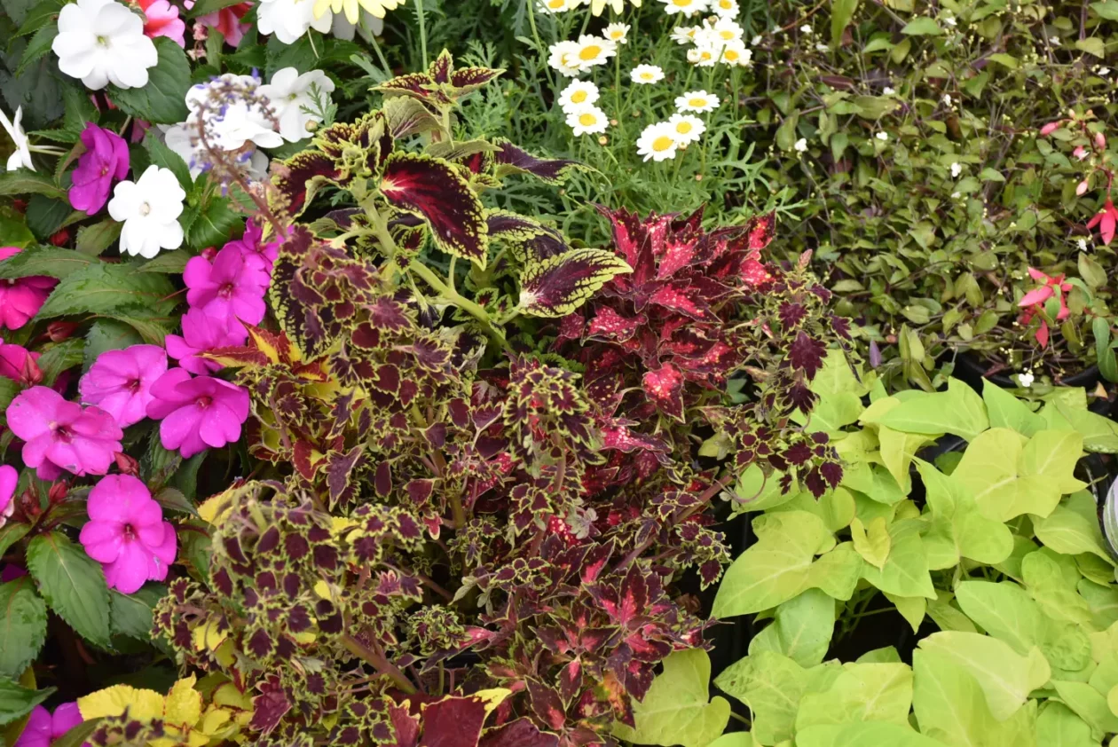 Sajam. Čakovec, 21.5.2025 (28) Sajam. Čakovec, 21.5.2025 (28)