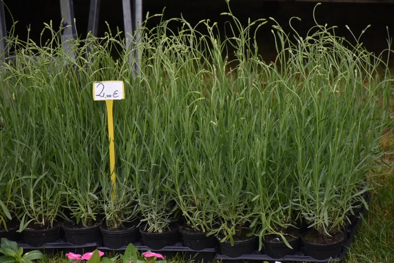 Sajam. Čakovec, 21.5.2025 (29) Sajam. Čakovec, 21.5.2025 (29)