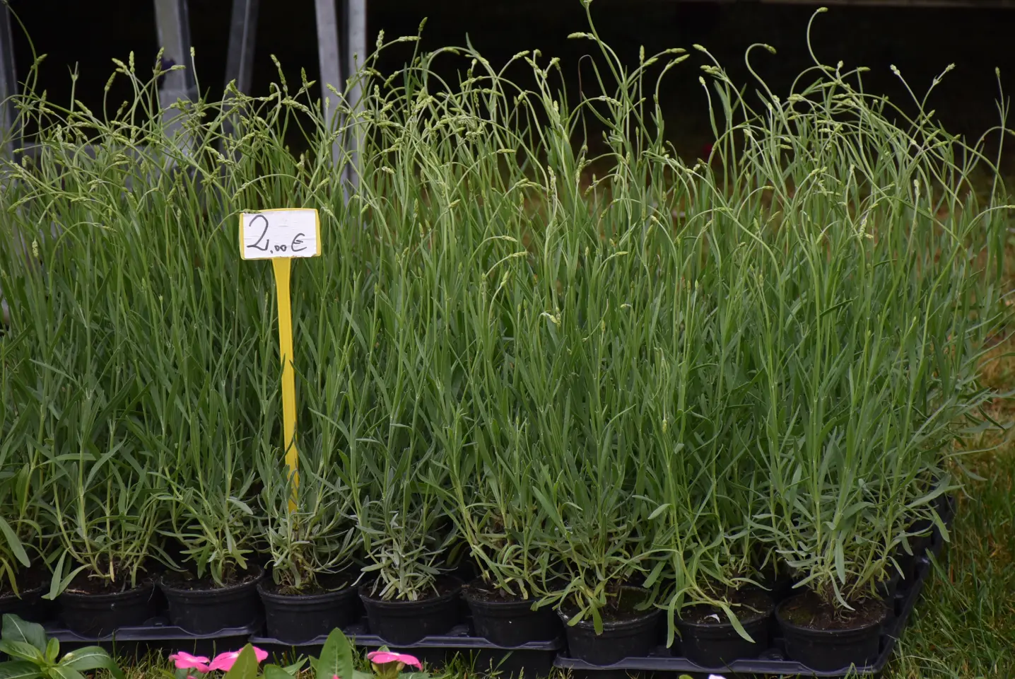 Sajam. Čakovec, 21.5.2025 (29)