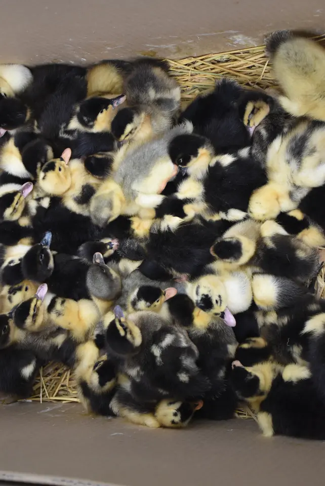 Sajam. Čakovec, 21.5.2025 (34)