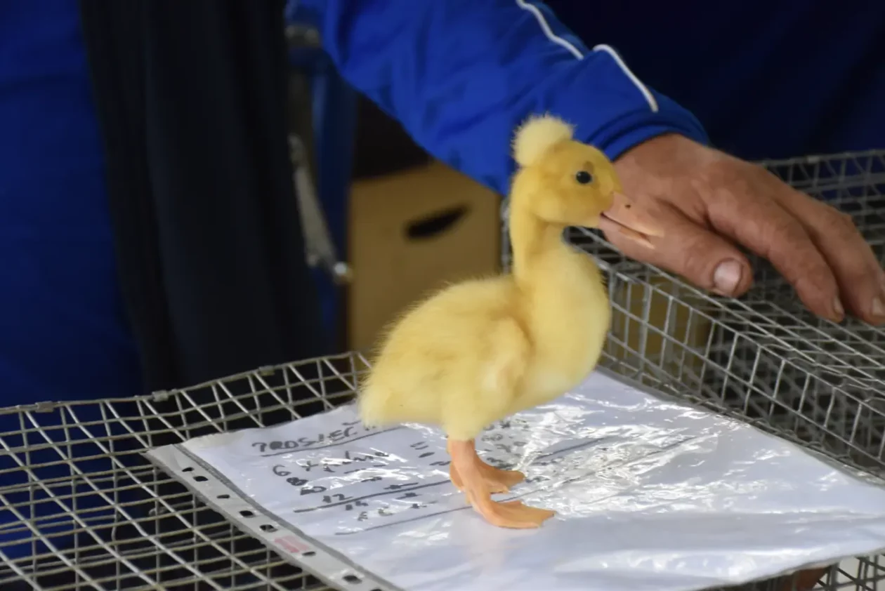 Sajam. Čakovec, 21.5.2025 (37) Sajam. Čakovec, 21.5.2025 (37)