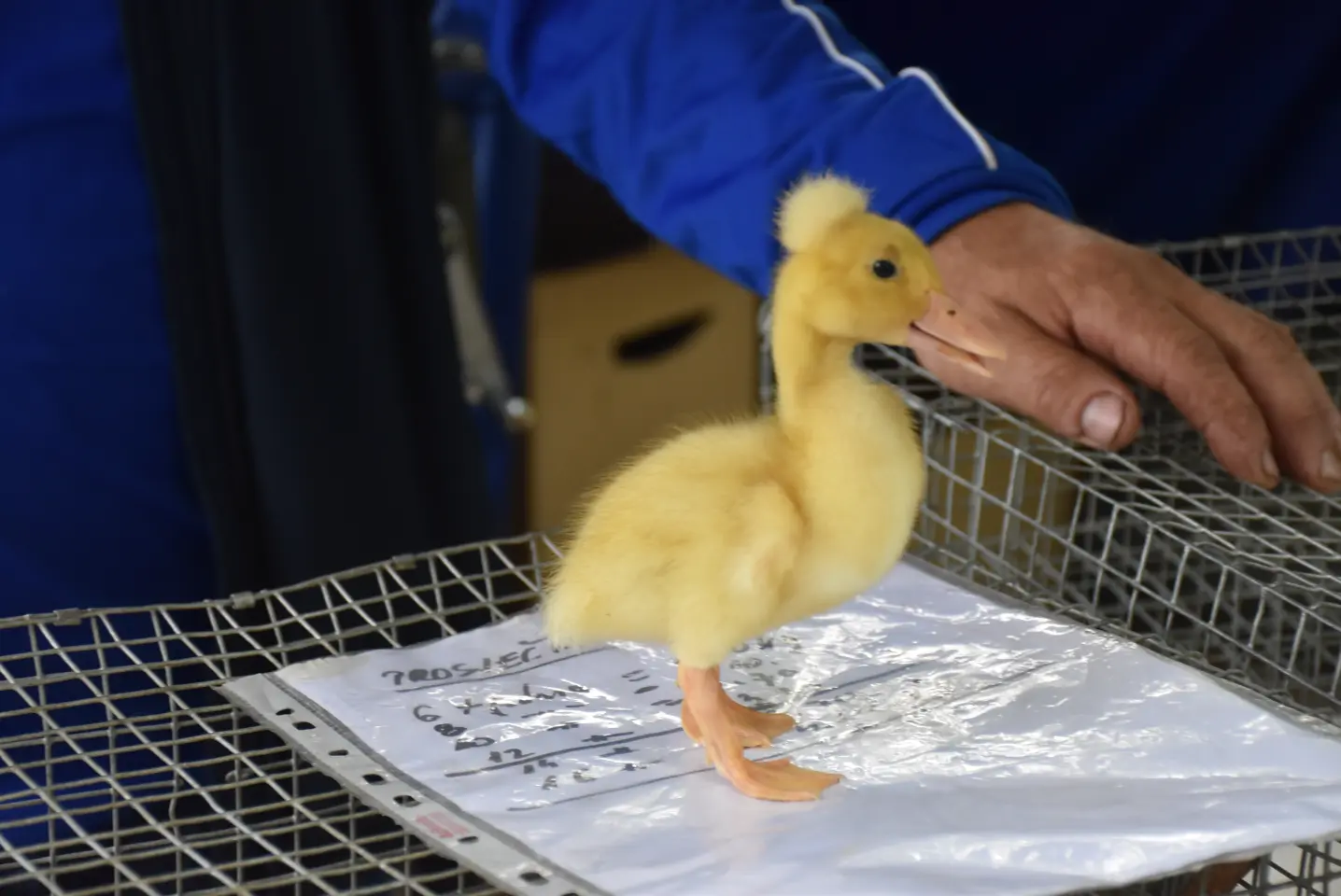 Sajam. Čakovec, 21.5.2025 (37)