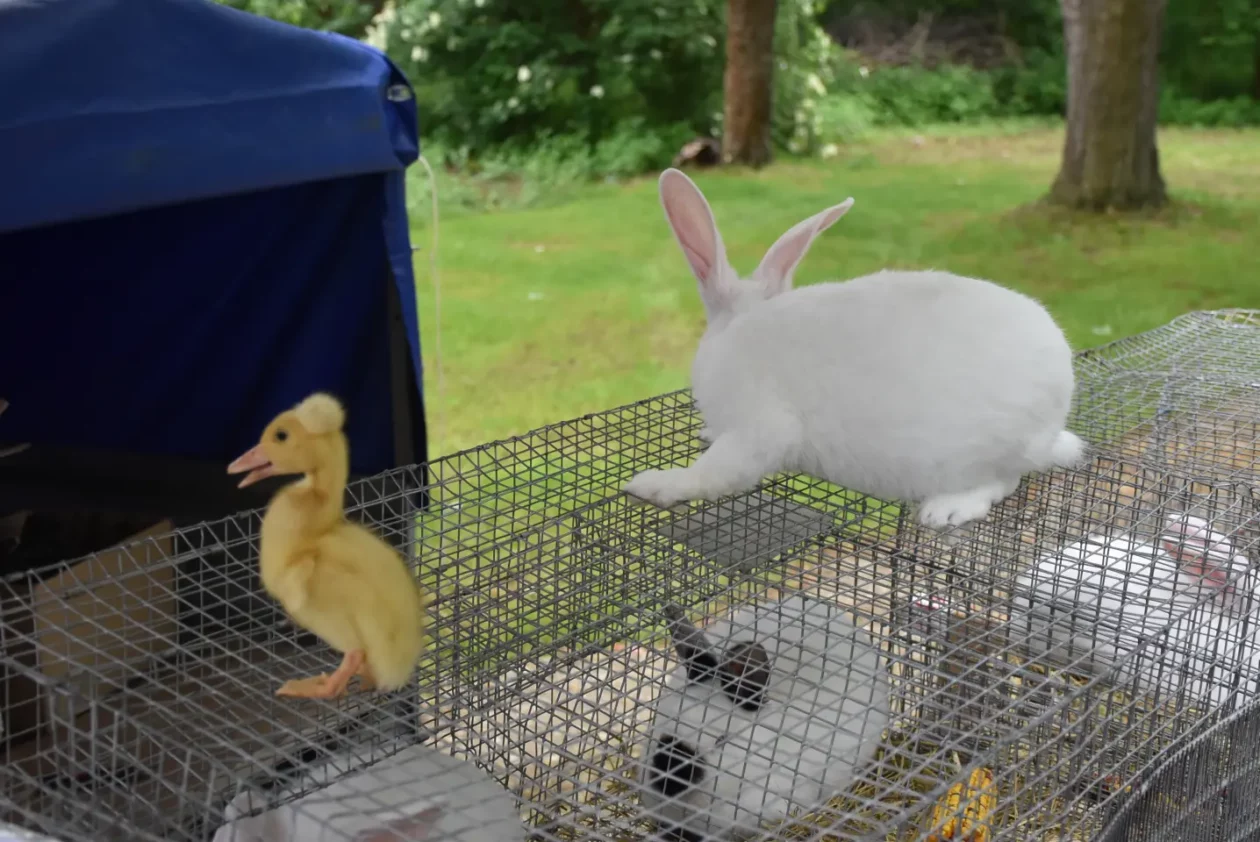 Sajam. Čakovec, 21.5.2025 (38) Sajam. Čakovec, 21.5.2025 (38)