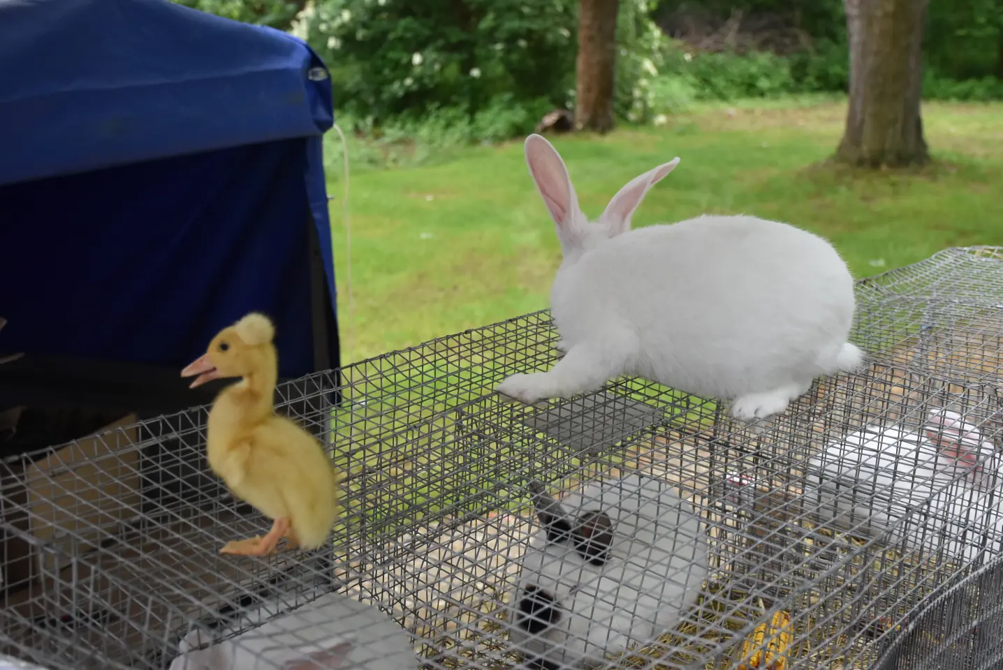 Sajam. Čakovec, 21.5.2025 (38)