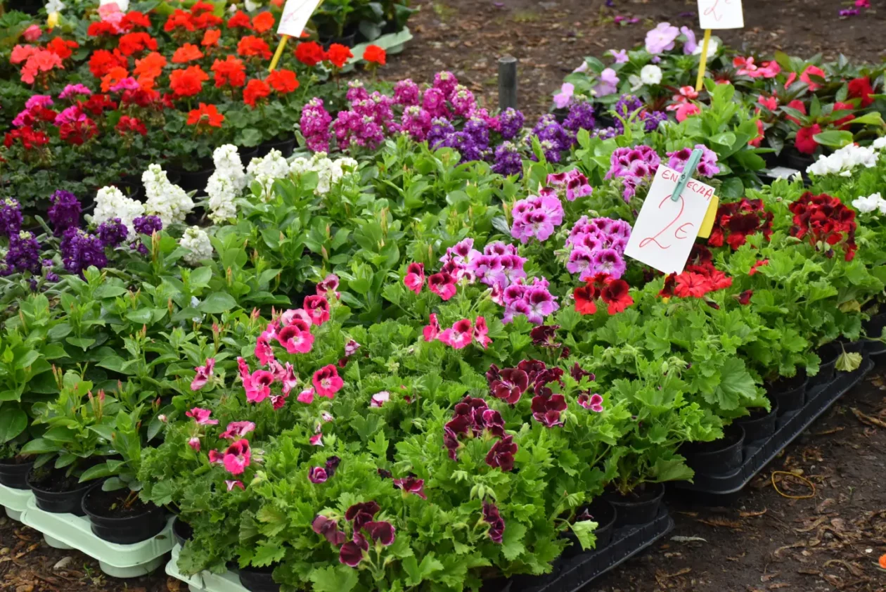 Sajam. Čakovec, 21.5.2025 (8) Sajam. Čakovec, 21.5.2025 (8)